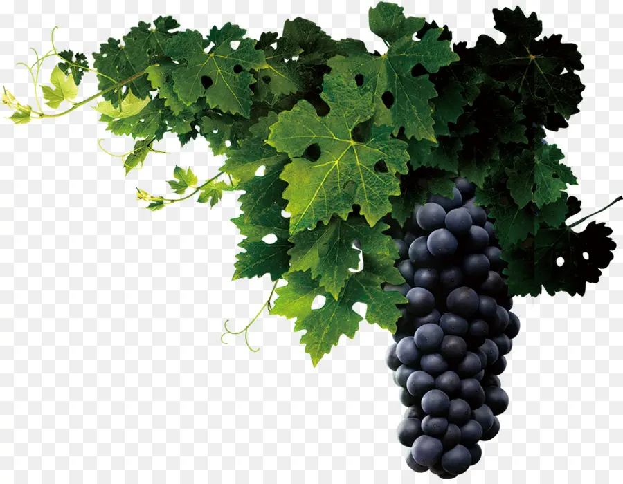 Jugo，Vino PNG