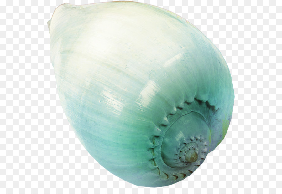 Concha，Océano PNG