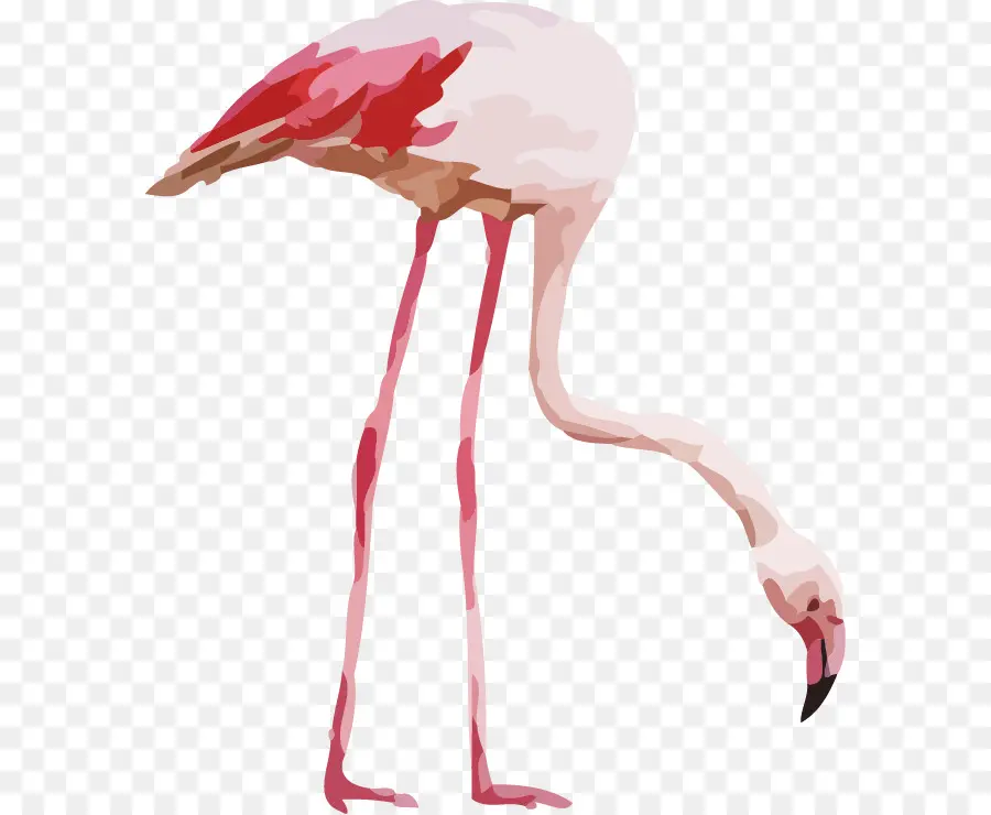 Flamingo，Pintura A La Acuarela PNG