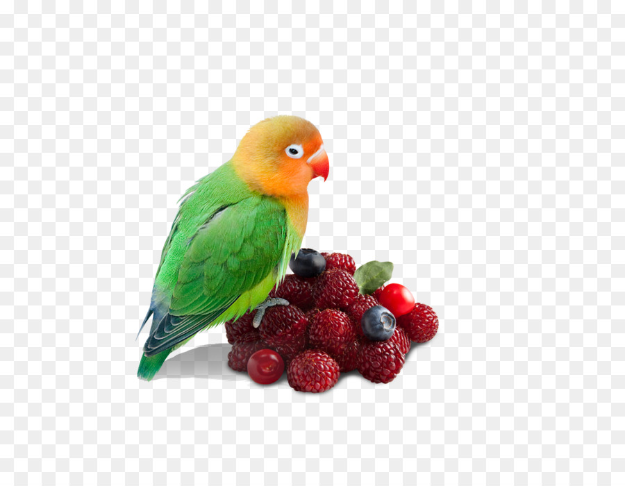 Parrot，Postscript Encapsulado PNG