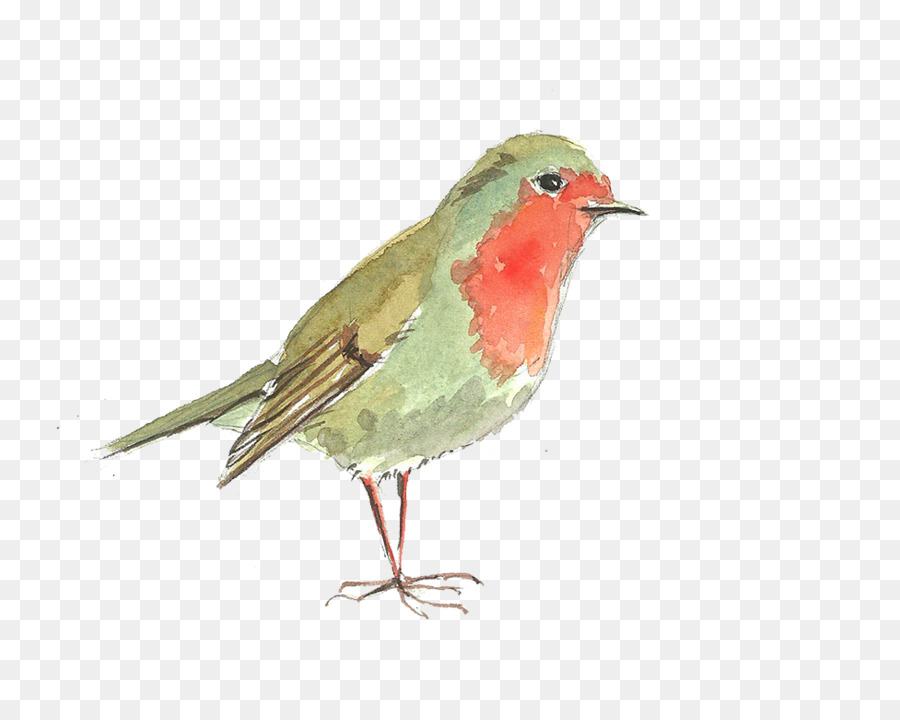 Pájaro，Petirrojo PNG