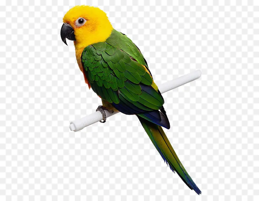 Loro Verde，Pájaro PNG