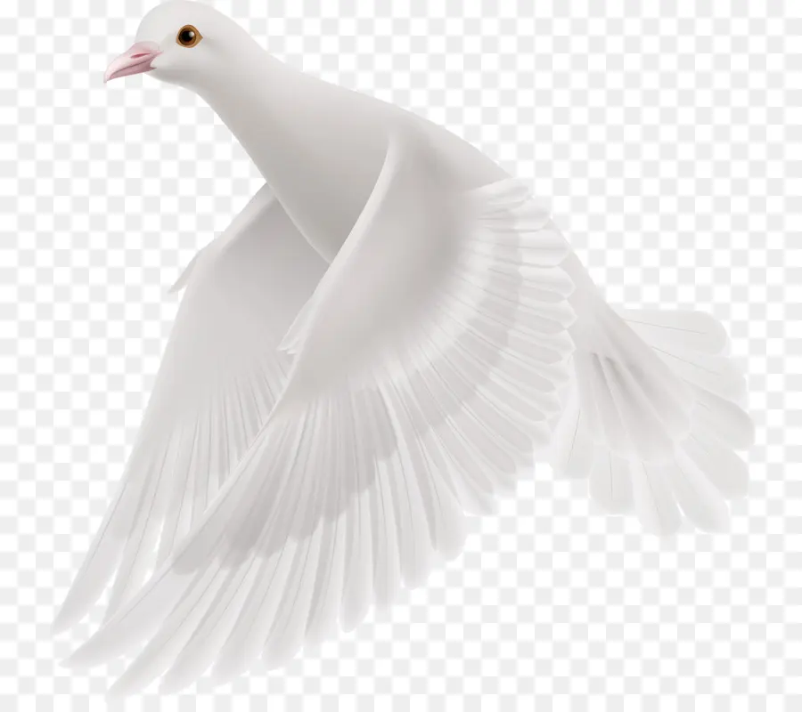 Pato，Ganso PNG