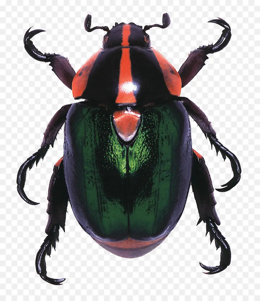 Joyas Vivientes El Diseño Natural De Los Escarabajos，Escarabajo PNG