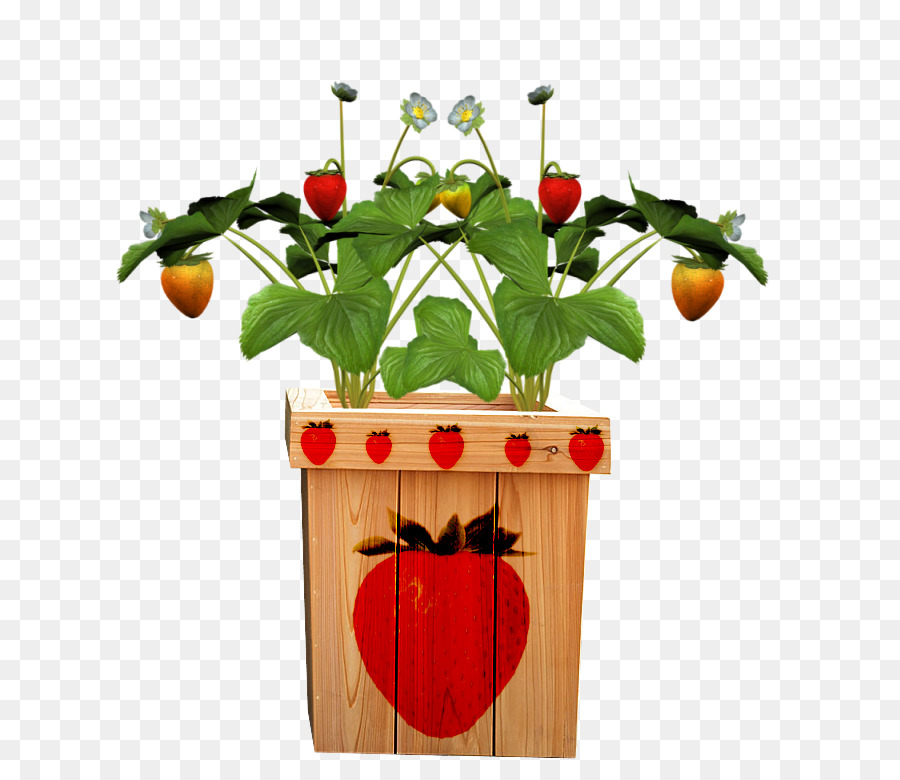 Fruto De La Olla，La Fruta PNG