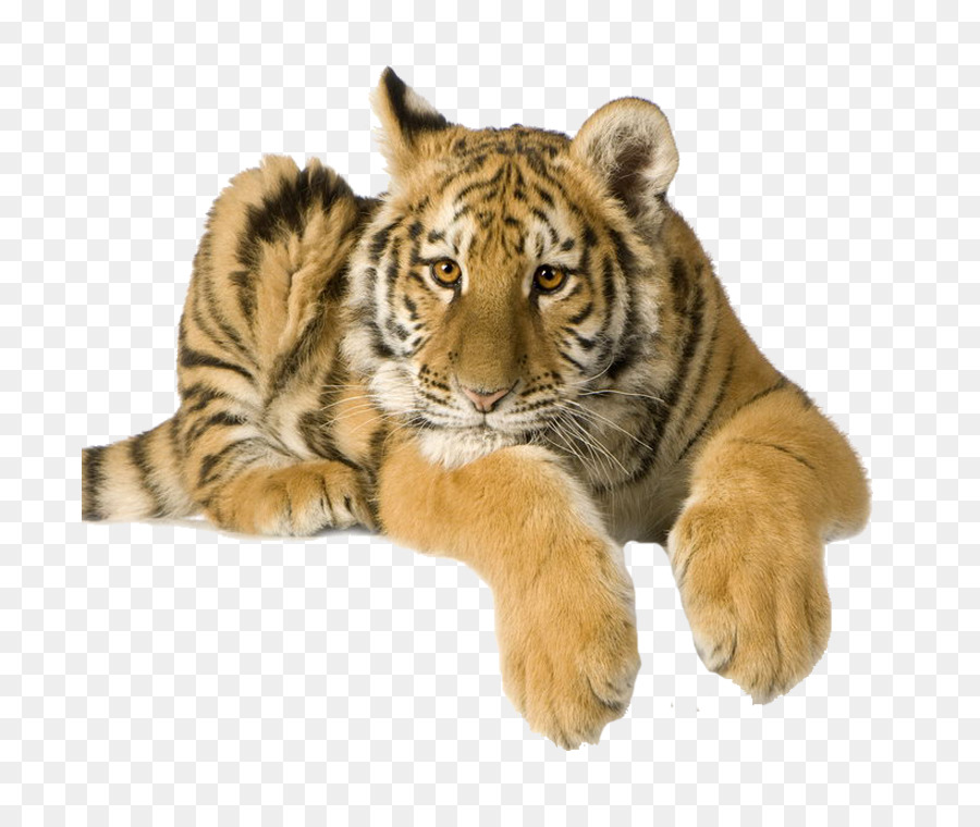 Tigre，De Alta Definición De Vídeo PNG