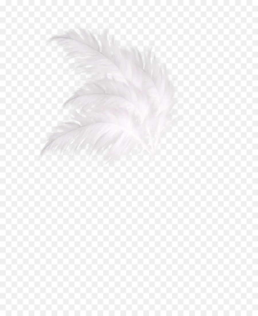 Pluma，Blanco PNG