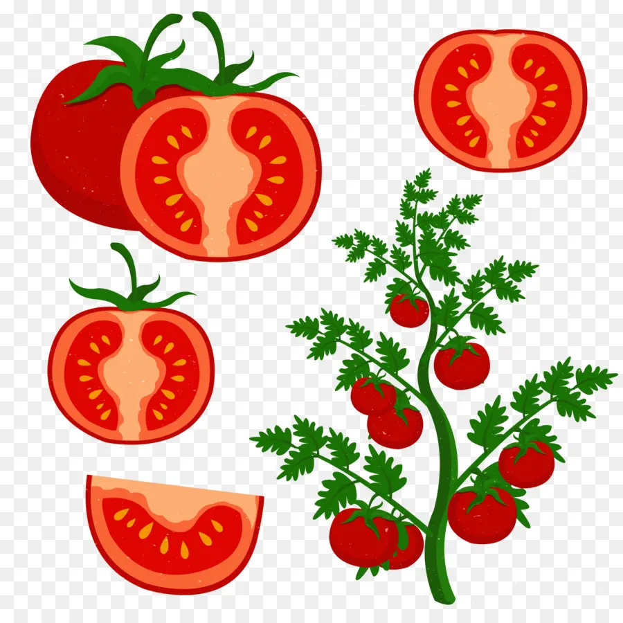 Tomate，Planta PNG