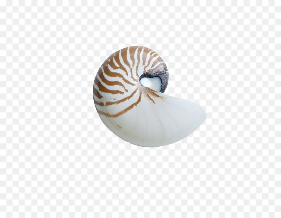 Nautilo，Concha PNG