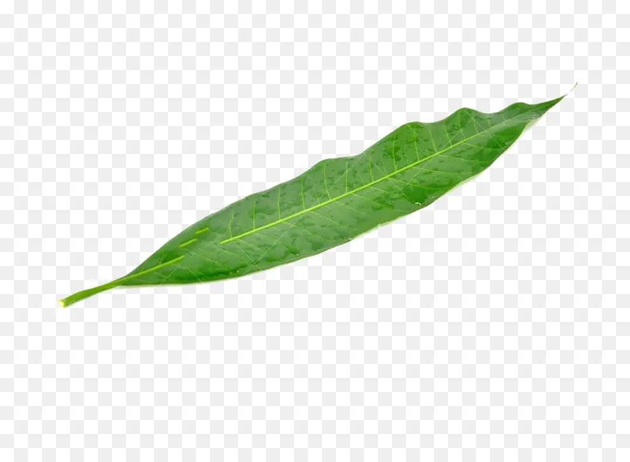 Hojas Verdes，Planta PNG