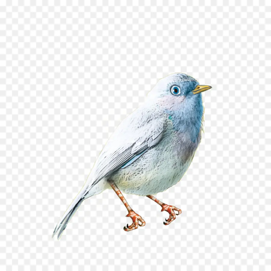 Pájaro Azul，Pequeño PNG