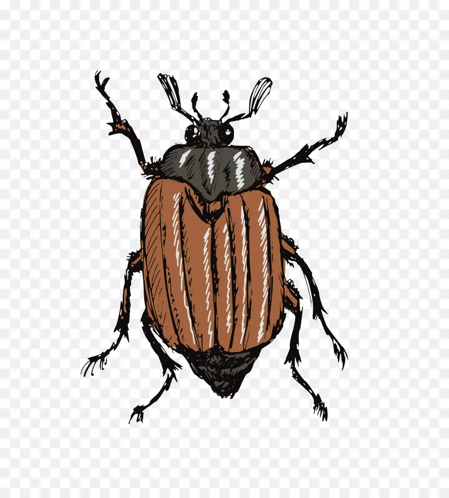 Los Insectos，Dibujo PNG