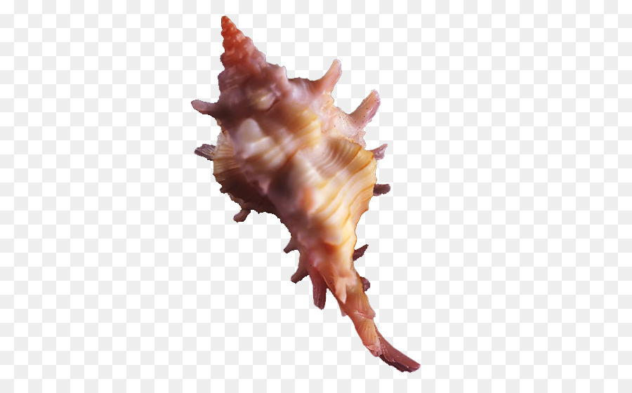 Concha，Océano PNG