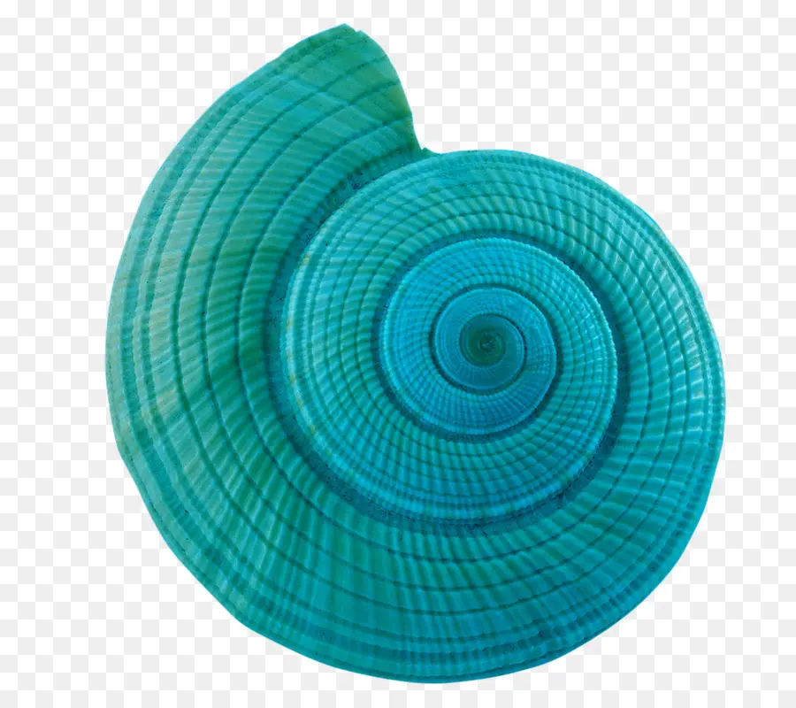 La Concha，Caracol De Mar PNG