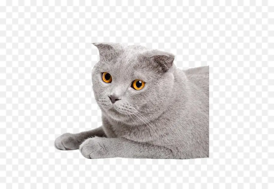 Chartreux，Scottish Fold PNG