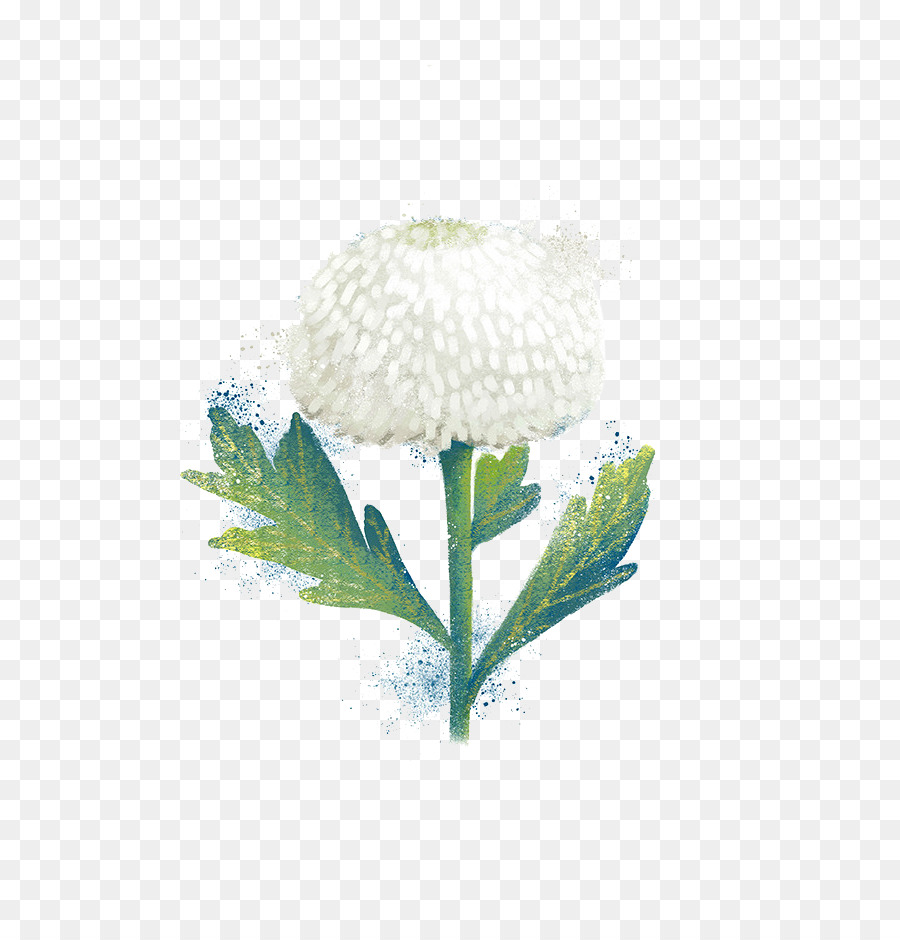 Flor Blanca，Crisantemo PNG