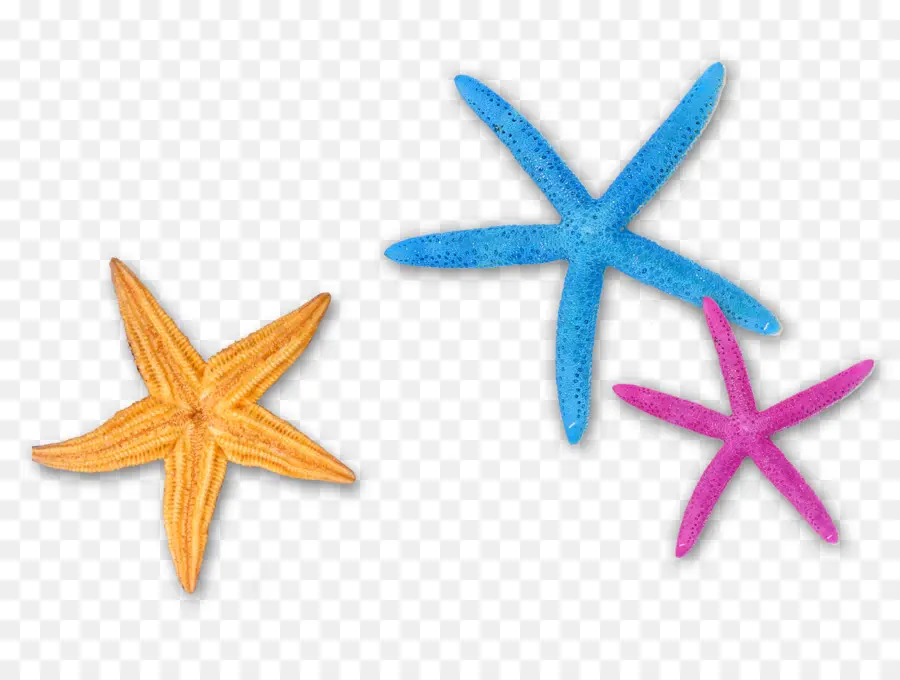 Estrella De Mar，Color PNG