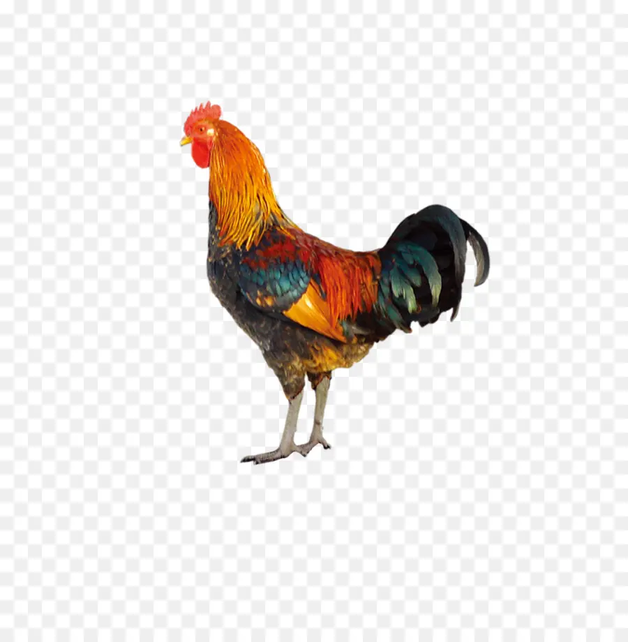 Pollo，Codorniz PNG