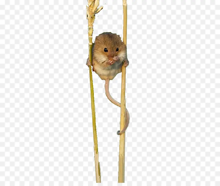 Ratón，Acechar PNG