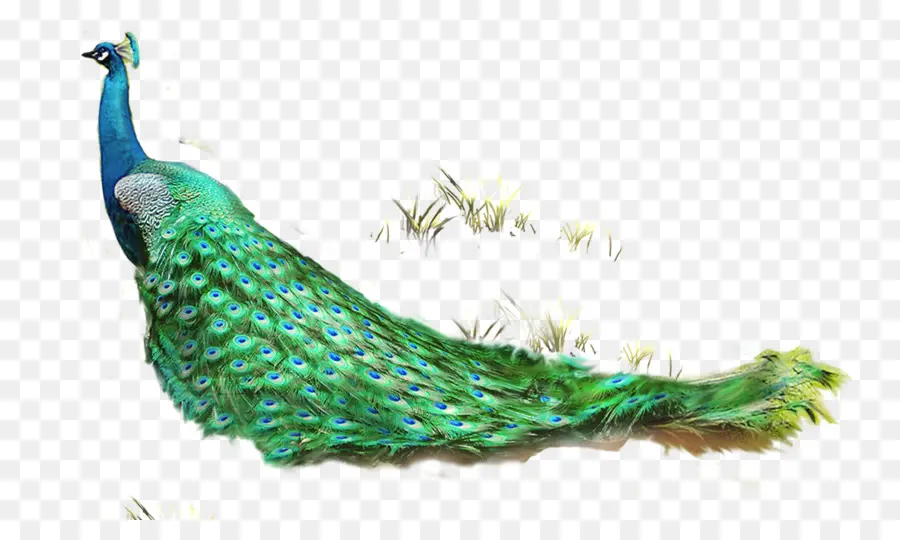 Pluma，Pavo Real PNG