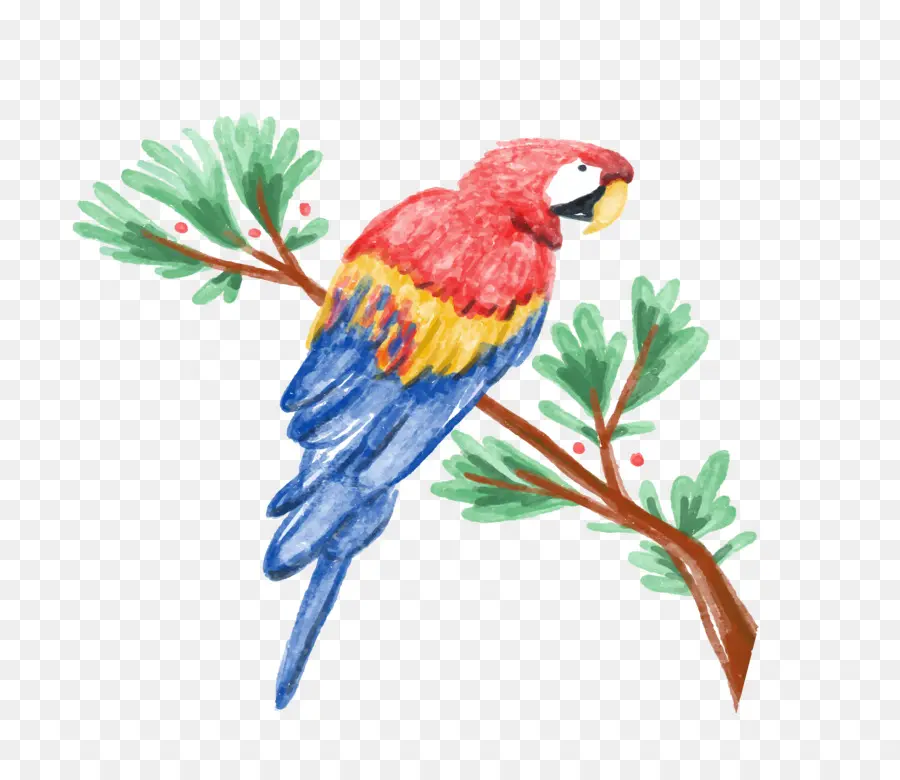 Parrot，Amazon Loro PNG