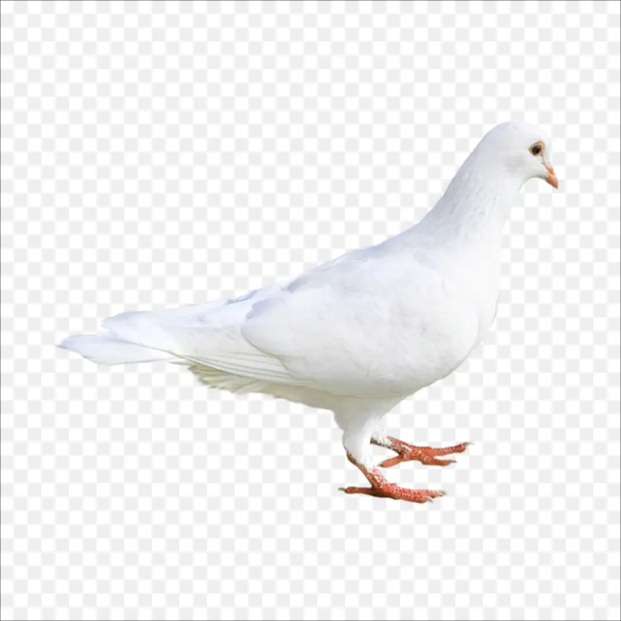 Rock，Columbidae PNG