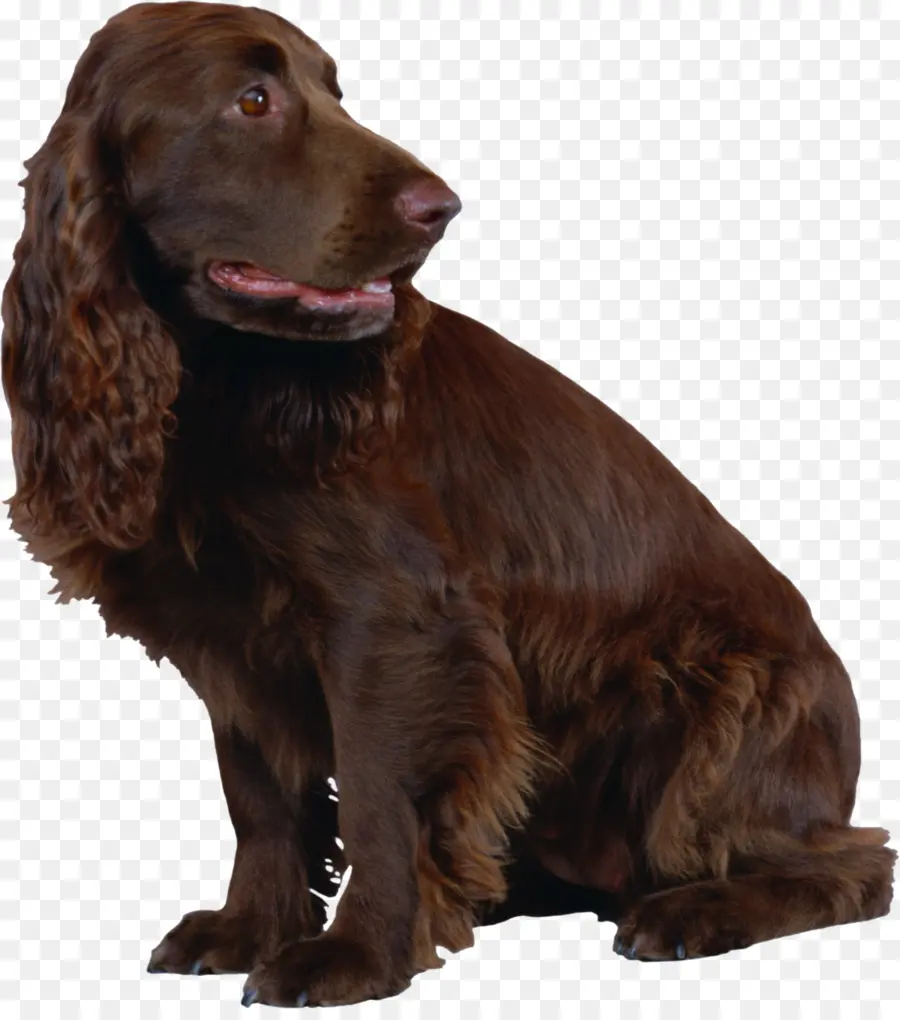 Field Spaniel，Boykin Spaniel PNG