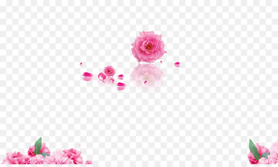 Flores Rosadas，Florecer PNG