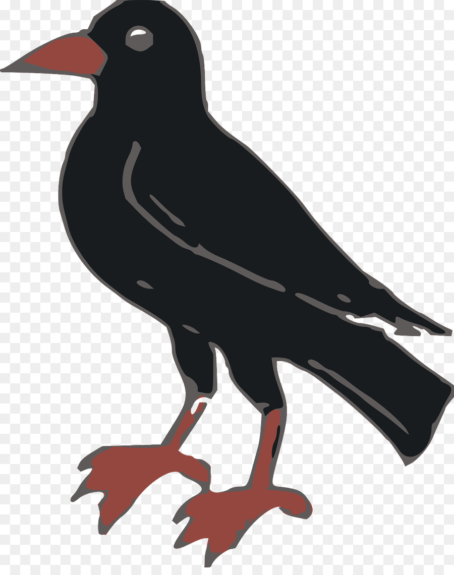 Común Raven，Cuervo PNG