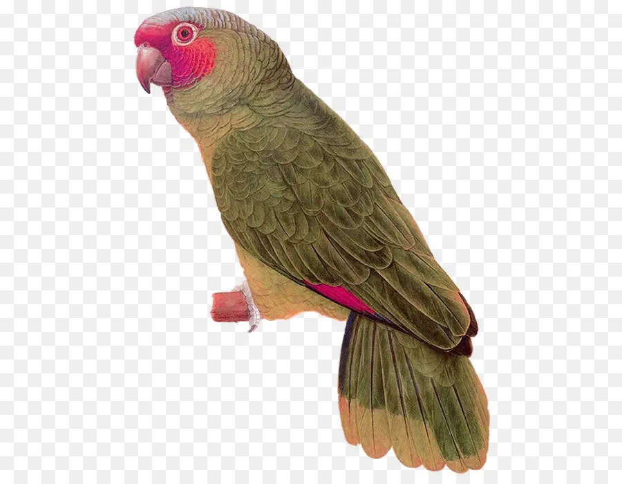 Loro，Verde PNG