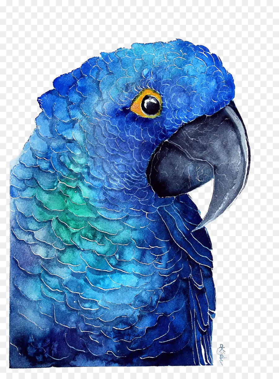 Parrot，Cartel PNG