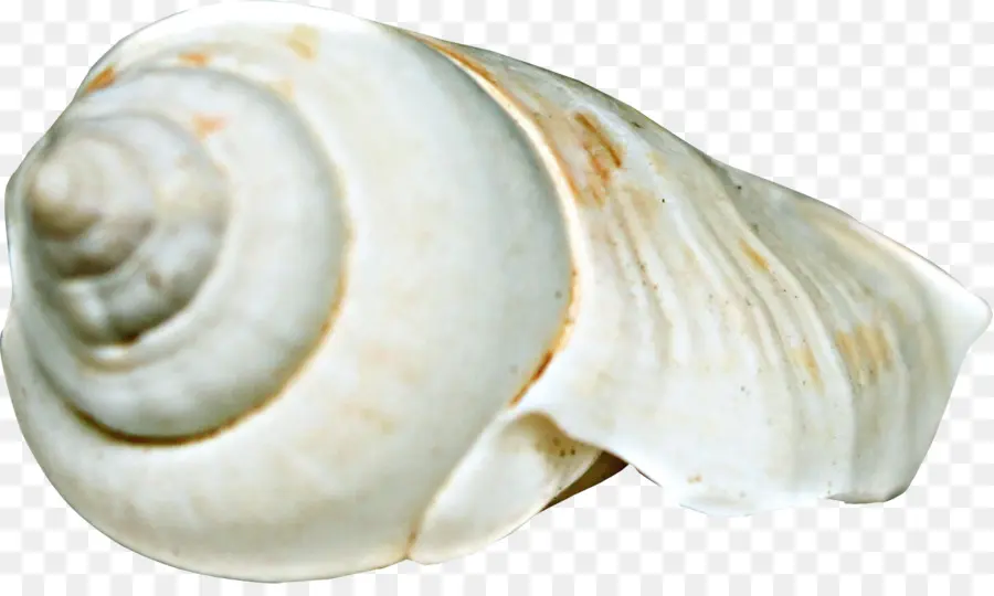 Caracol De Mar，Concha PNG