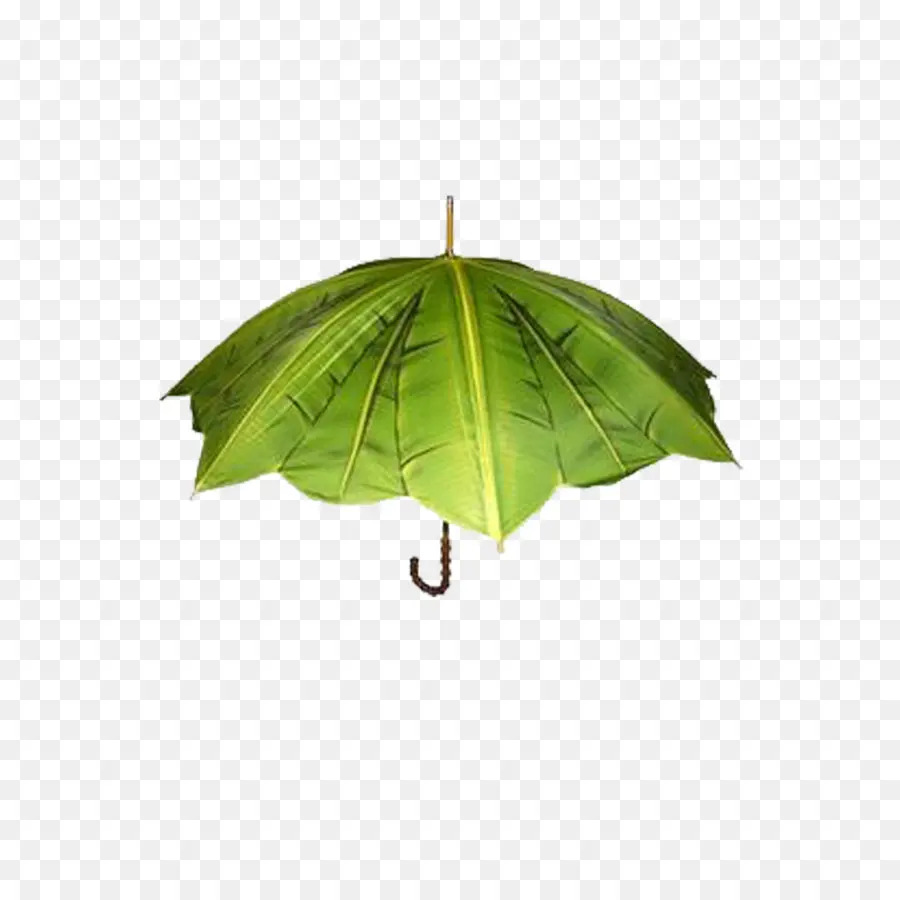 Paraguas，La Creatividad PNG