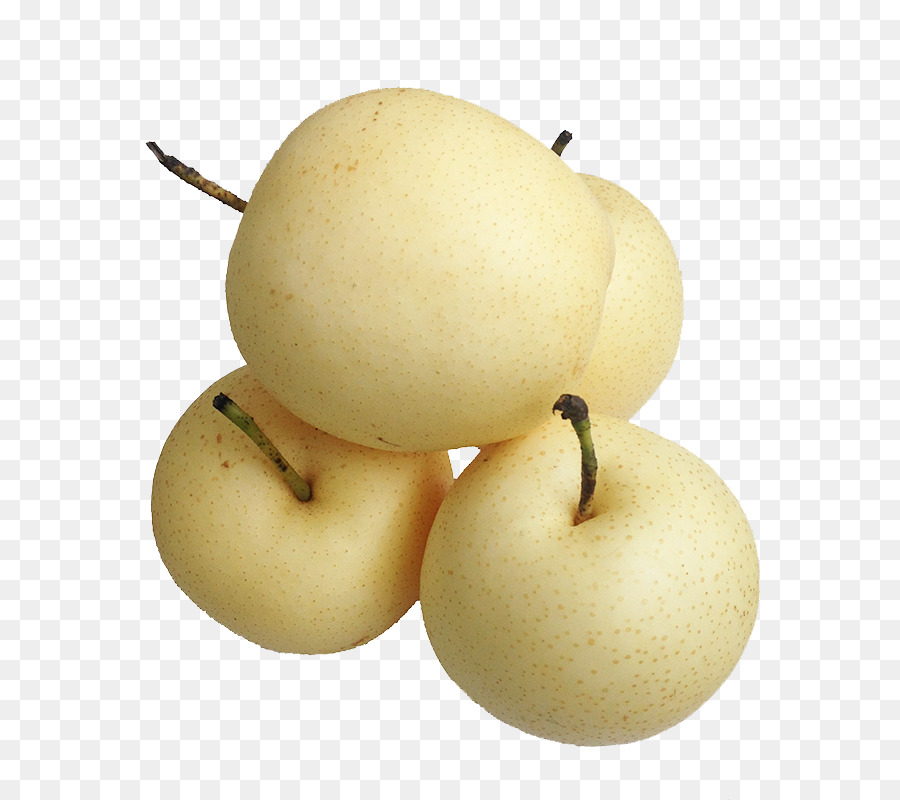 Pyrus Nivalis，Pyrus Xd7 Bretschneideri PNG