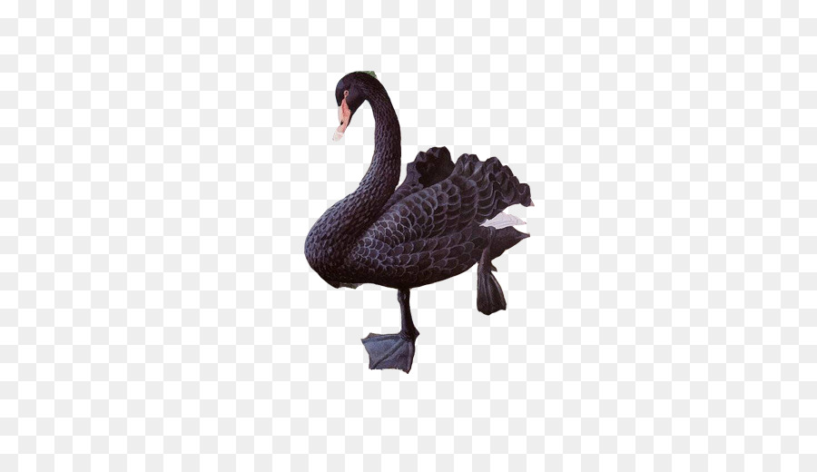 Cisne Negro，Pato PNG