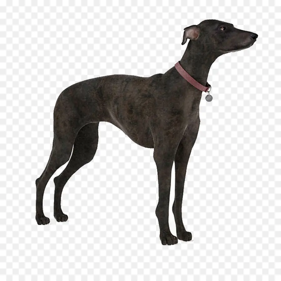 Perro，Autodesk 3ds Max PNG