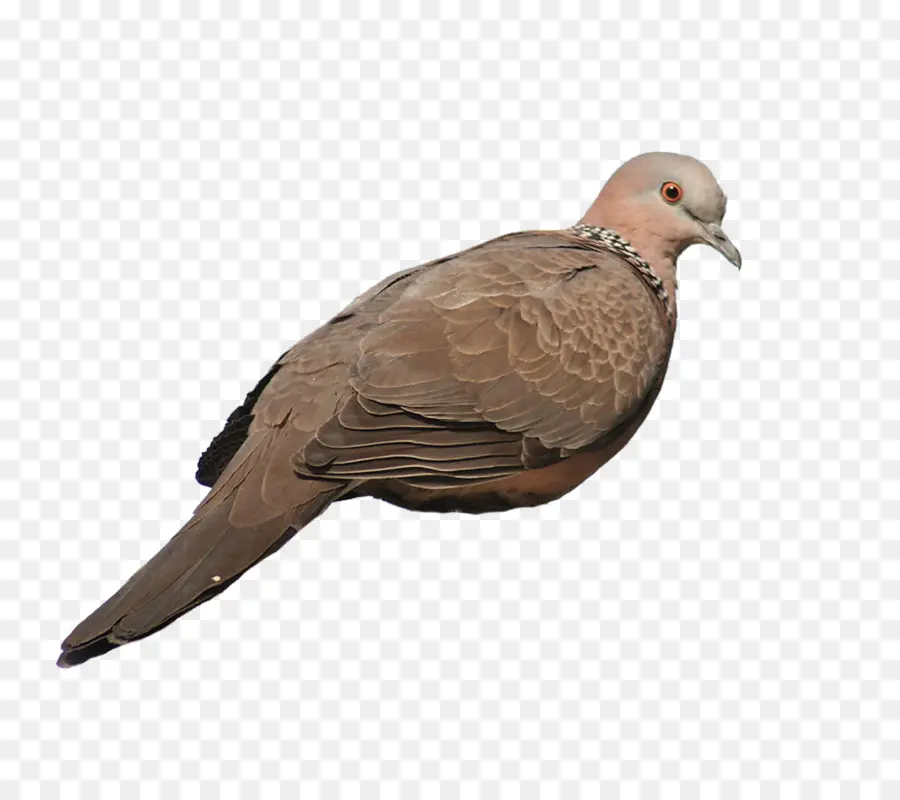 Rock Dove，Homing Pigeon PNG