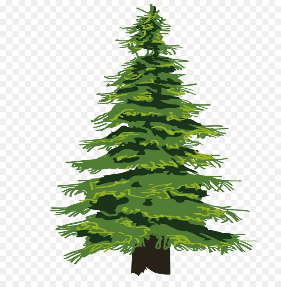 Evergreen，árbol PNG