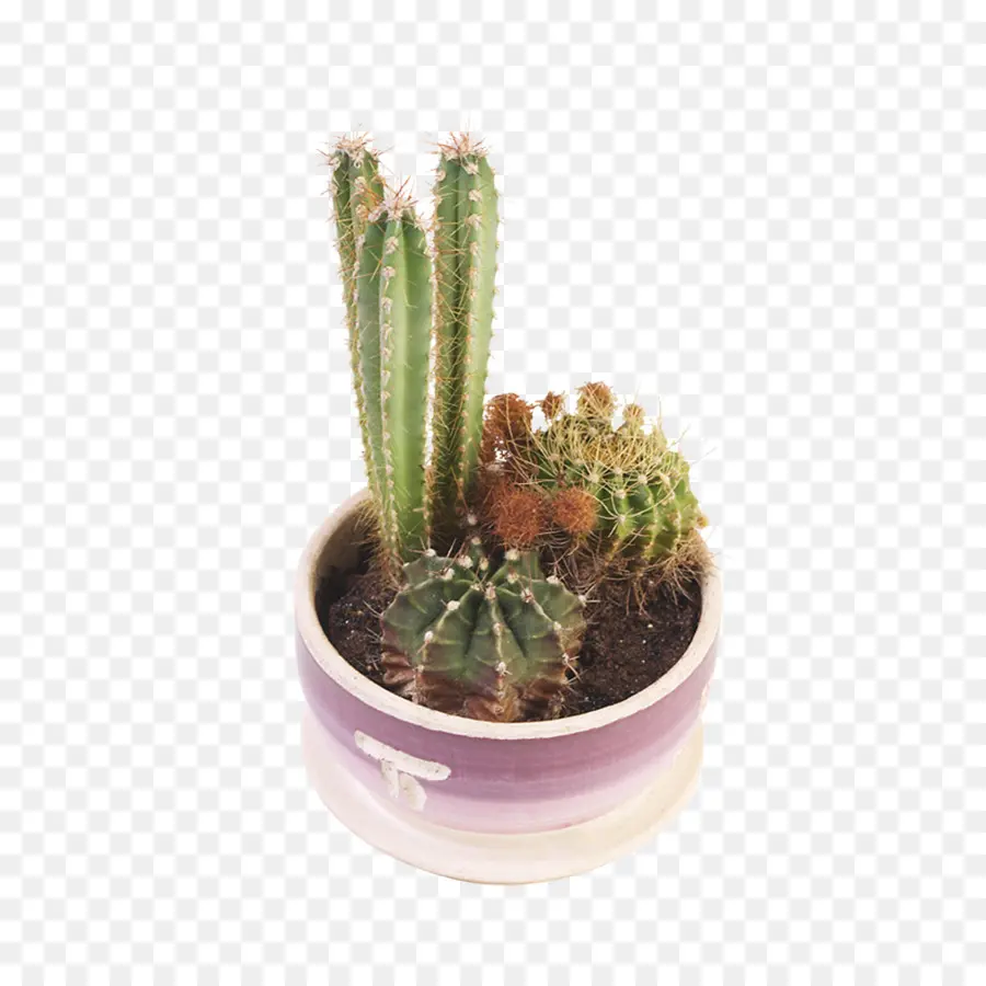 Cactaceae，Planta Suculenta PNG