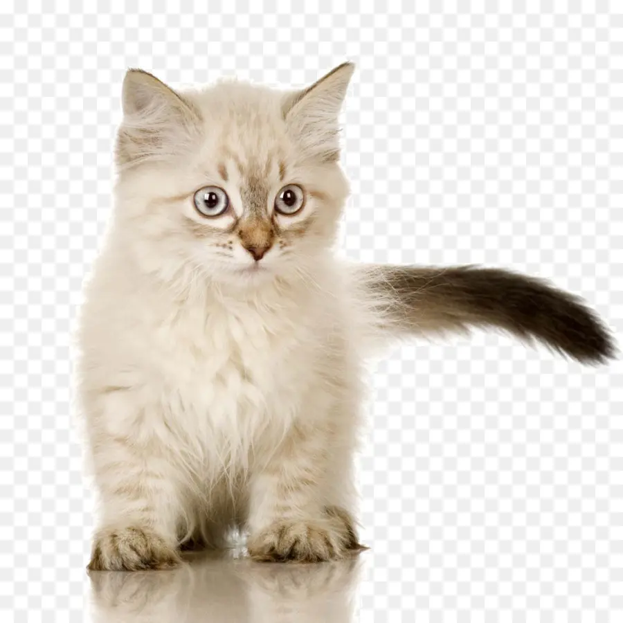 Gatito，Lindo PNG