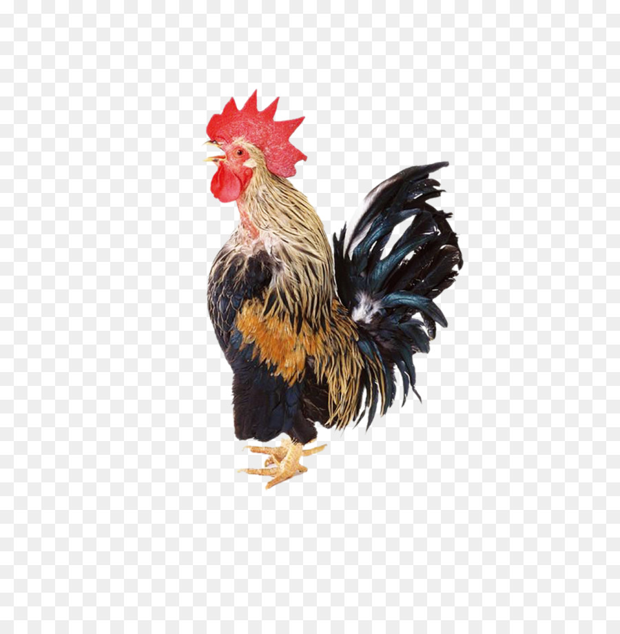 Pollo，Gallo PNG