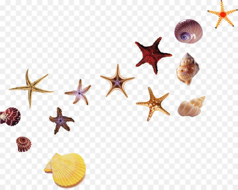 Estrellas De Mar Y Conchas，Playa PNG