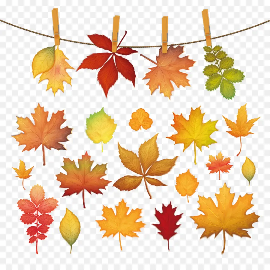 Hojas De Otoño，Caer PNG