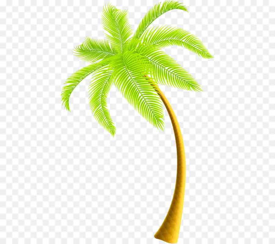 Palmera，Tropical PNG