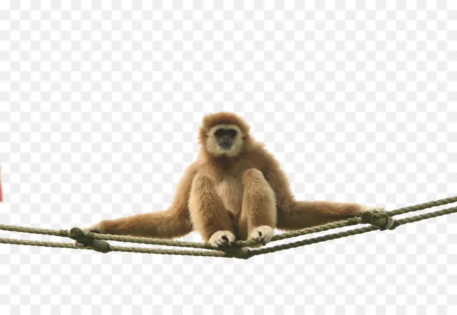 Macaco，Cocacola PNG