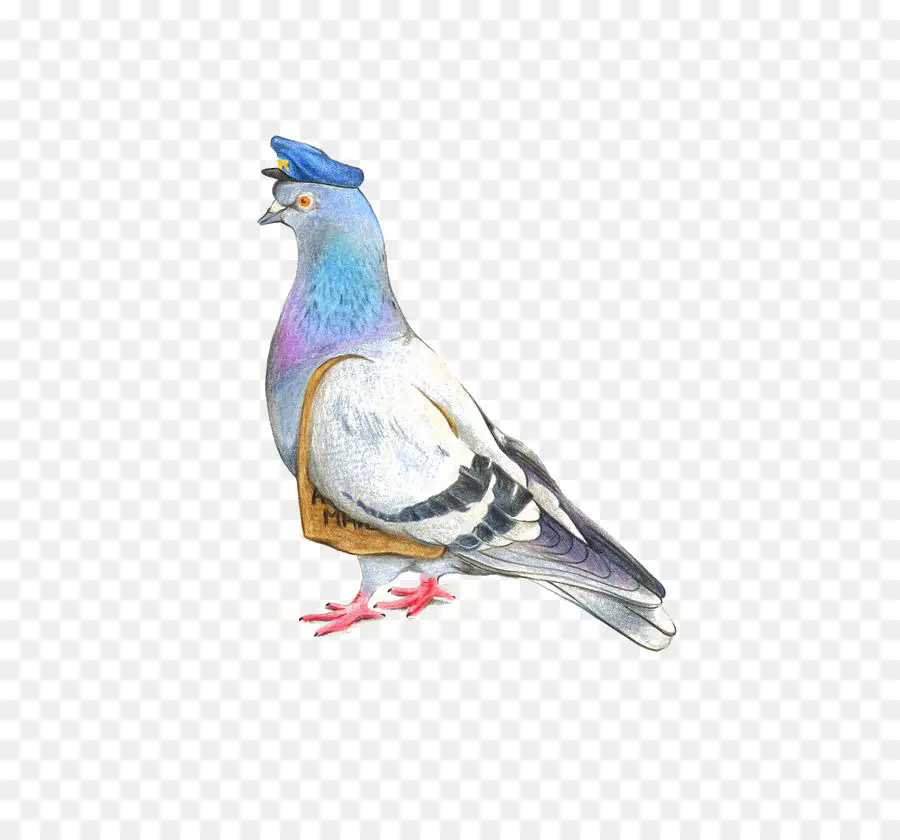 Homing Pigeon，Columbidae PNG