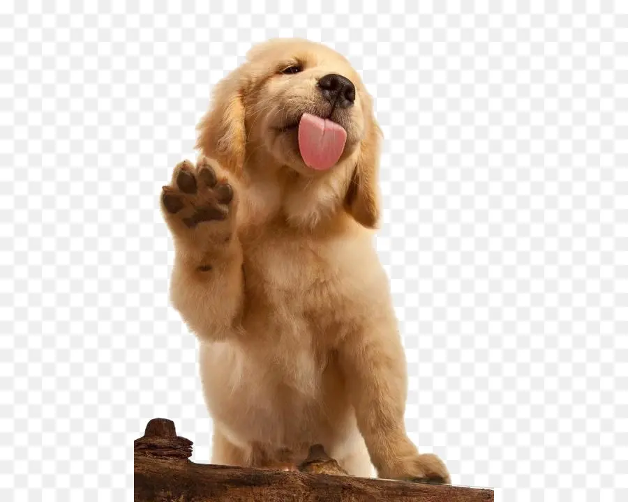 Golden Retriever，Labrador Retriever PNG