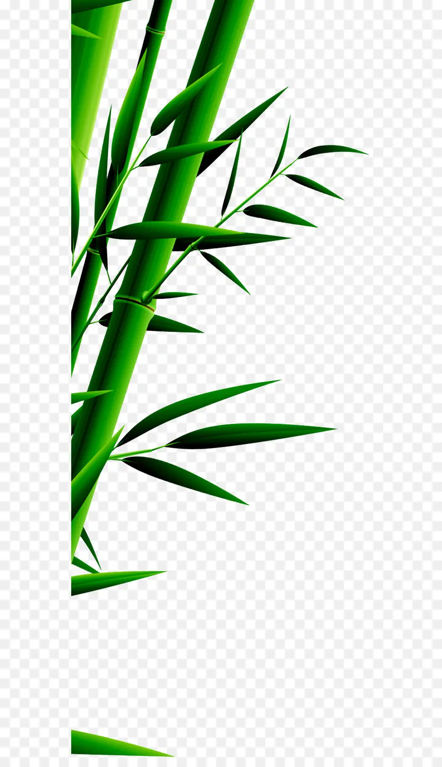 Bambú，Zongzi PNG