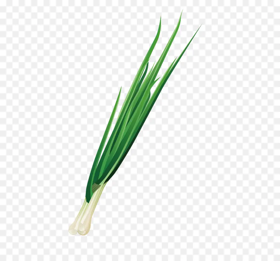 Allium Fistulosum，El Galés Cocina PNG