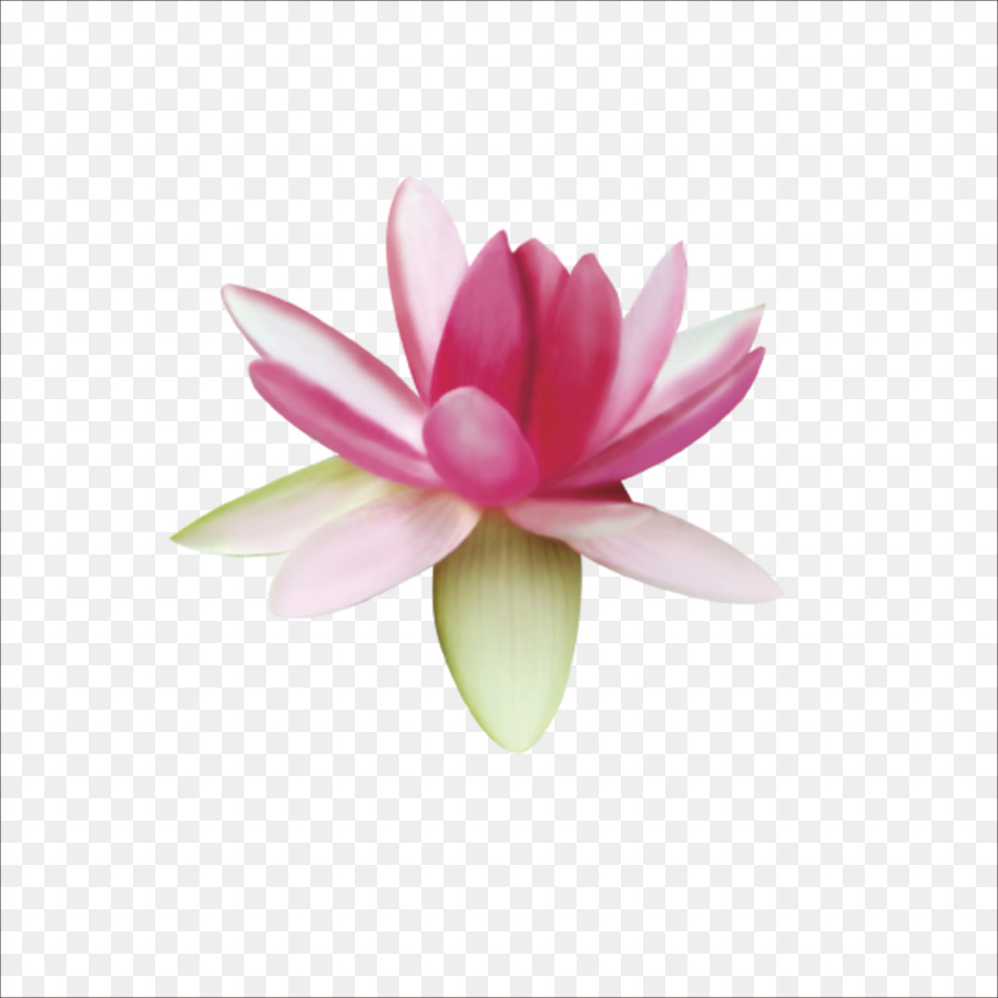 Nelumbo Nucifera，Euclídea Del Vector PNG